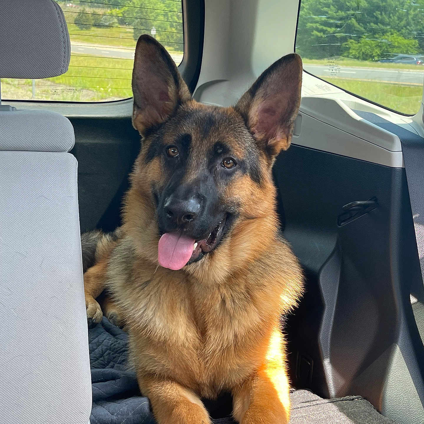 Günther-Klaus joined the competition — help win amazing prizes! animal, bodypart, canine, car, car_interior, carseat, chair, cushion, dog, furniture, germanshepherd, headrest, homedecor, mouth, person, pet, policedog, puppy, transportation, vehicle