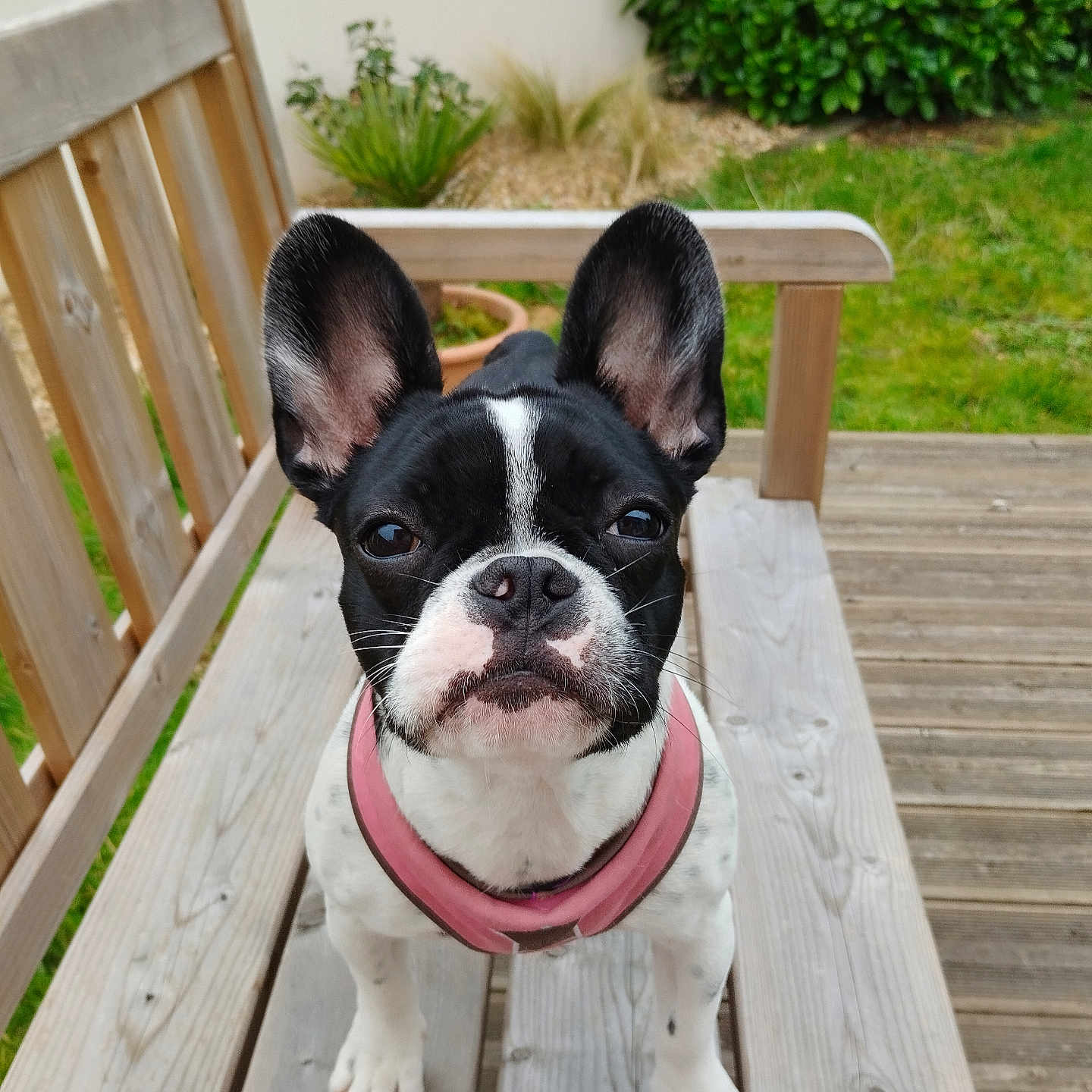 Maya participe au concours pour gagner de l'argent avec cette photo : animal, black_and_white, close_up, curious, cute, daylight, dog, ears_up, french_bulldog, garden, greenery, nature, outdoor, pet, pink_collar, portrait, puppy, wooden_bench, wooden_deck, young_dog