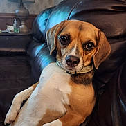 Bruno is registered to the contest to win money with this photo: dog, pet, leather_couch, indoor, living_room, lamp, side_table, fur, brown, white, collar, relaxed, looking_at_camera, close_up, animal, home, furniture, cute, companion, portrait