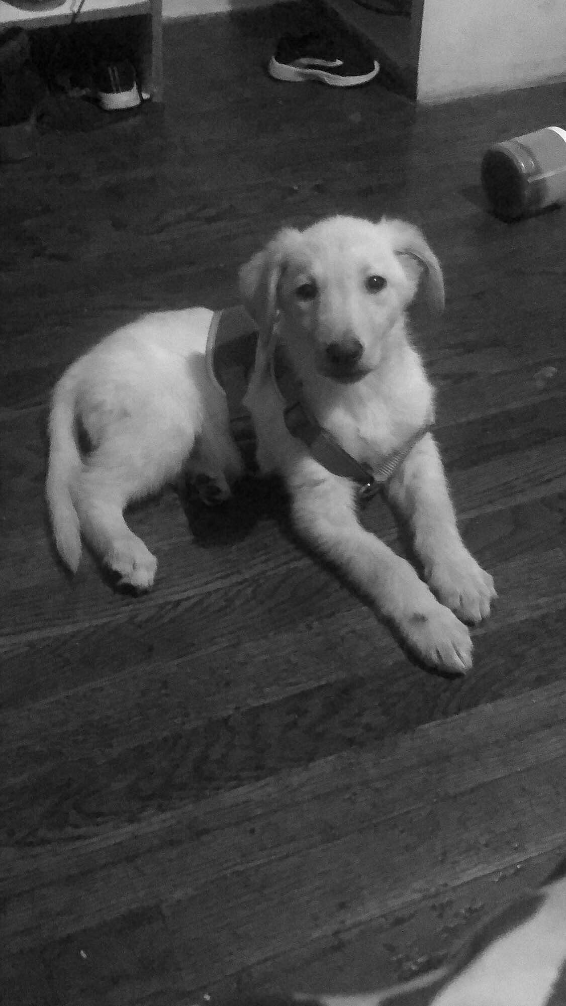 Kitana joined the competition — help win amazing prizes! black_and_white, canidae, carnivore, collar, companion_dog, dog, dog_breed, dog_collar, dog_supply, hunting_dog, monochrome, monochrome_photography, pet_supply, snout, sporting_group, tail, white, working_animal