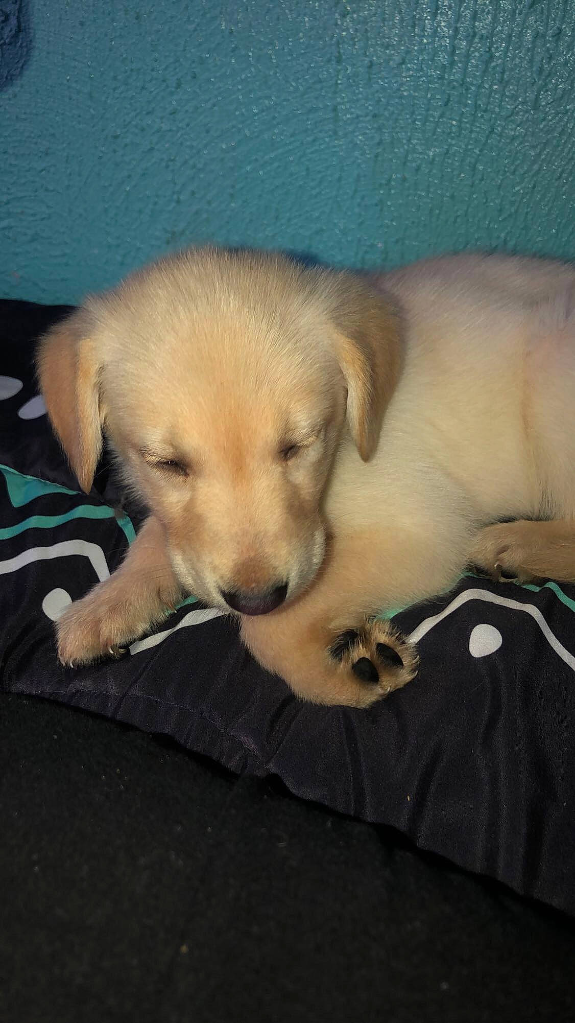 Kitana is registered to the contest to win money with this photo: canidae, carnivore, comfort, companion_dog, dog, dog_breed, dog_supply, fawn, mammal, puppy, retriever, skin, snout, sporting_group, working_animal