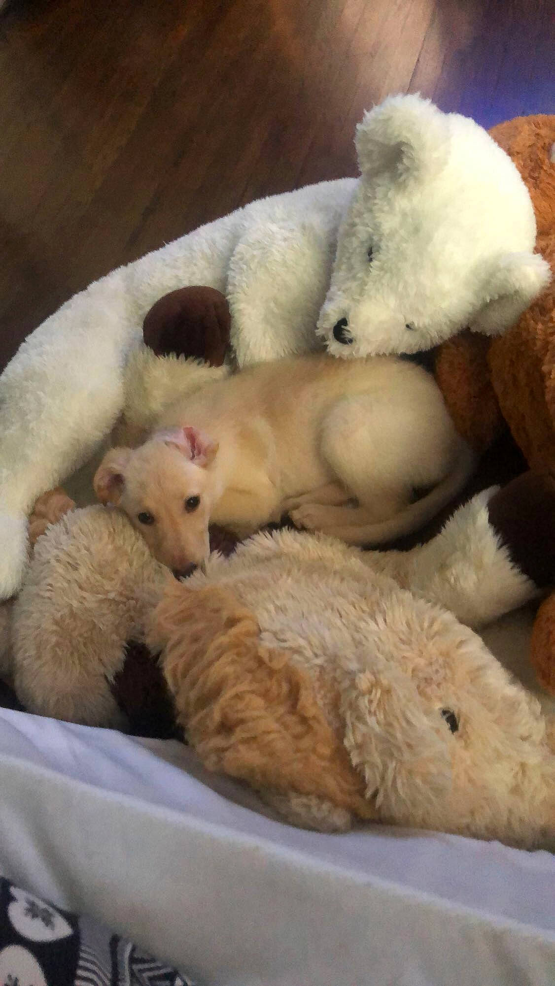 Kitana joined the competition — help win amazing prizes! fawn, fowl, fur, herd, livestock, organism, pet_supply, plush, skin, terrestrial_animal, toy, vertebrate