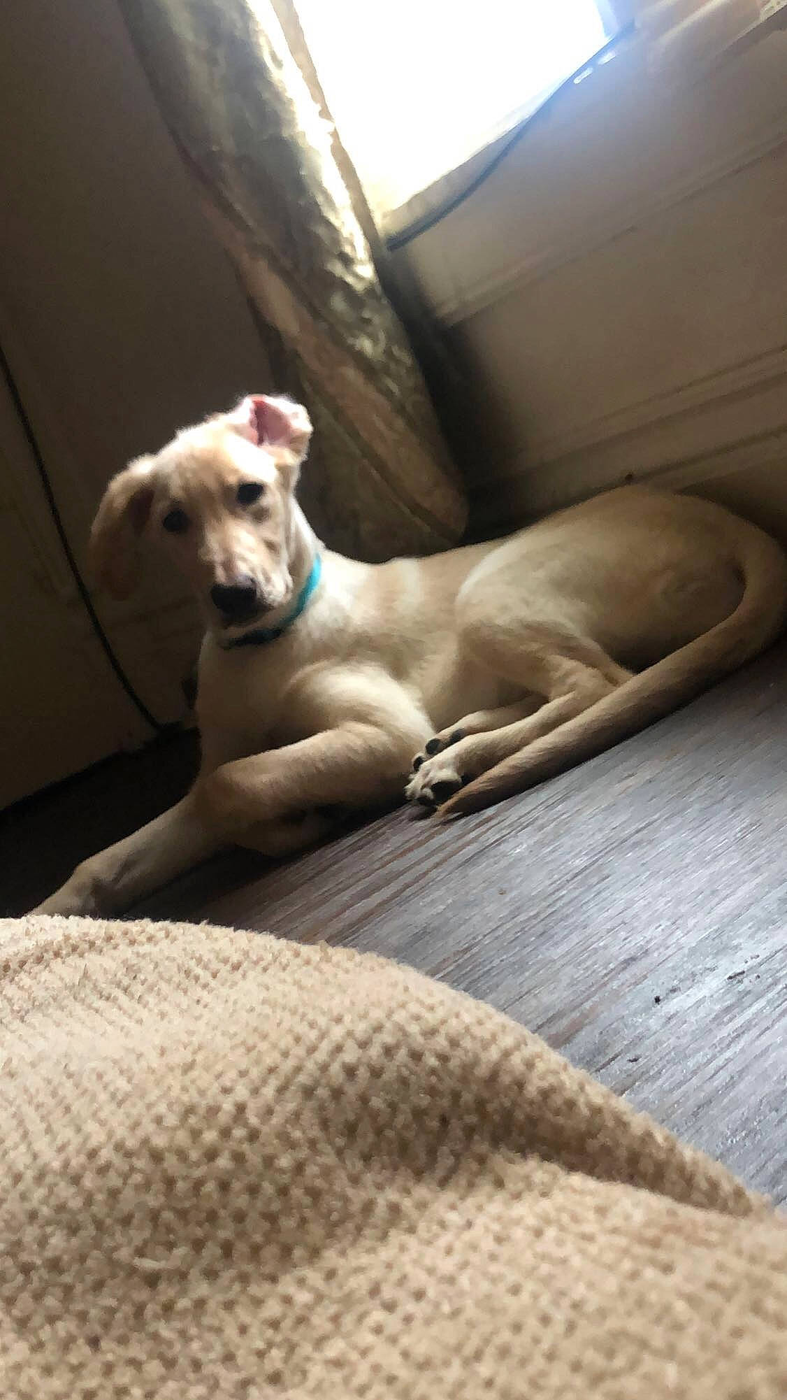 Kitana is registered to the contest to win money with this photo: beige, canidae, carnivore, collar, comfort, companion_dog, dog, dog_breed, dog_collar, dog_supply, fawn, linens, magyar_agar, pet_supply, sighthound, snout, sporting_group, tail, terrestrial_animal, working_animal