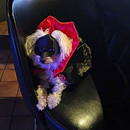 Ellie Mae is registered to the contest to win money with this photo: animal, black, black_chair, cape, chair, costume, cute, dim_light, dog, fluffy, fur, indoor, mask, pet, pet_costume, puppy, red, sitting, small_dog, tile_floor