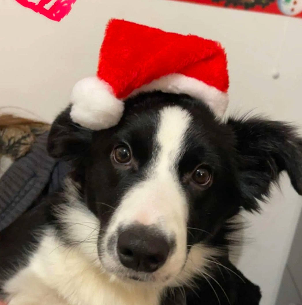 Dobby participe au concours pour gagner de l'argent avec cette photo : ancient_dog_breeds, border_collie, canidae, carmine, carnivore, companion_dog, dog, dog_breed, fur, herding_dog, mcnab, paw, picture_frame, puppy, snout, sporting_group, whiskers, working_animal, working_dog