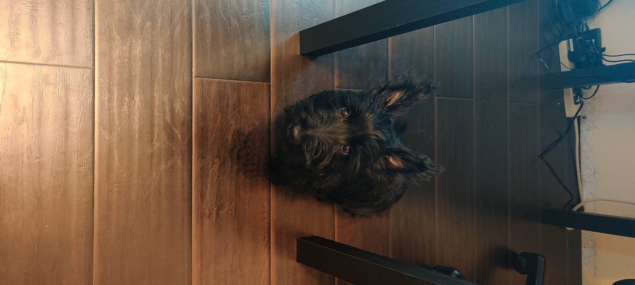 Dino is registered to the contest to win money with this photo: felidae, floor, flooring, fur, glass, hardwood, plank, plywood, room, small_to_medium_sized_cats, snout, sporting_group, tail, tints_and_shades, varnish, visual_arts, whiskers, wood, wood_flooring, wood_stain