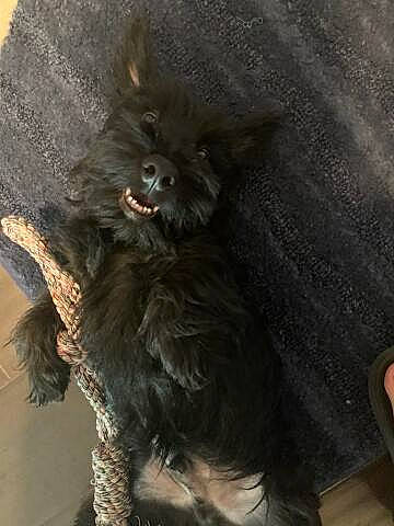 Dino is registered to the contest to win money with this photo: bat, canidae, carnivore, companion_dog, dog, dog_breed, fawn, felidae, fur, german_spitz, liver, puppy, small_to_medium_sized_cats, snout, sporting_group, tail, terrestrial_animal, toy_dog, whiskers, working_animal