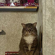 Mochii joined the competition — help win amazing prizes! cat, furby, toy, shelf, indoor, feline, box, collection, pet, fur, animal, vintage, decor, expression, serious, sitting, brown, white, face, background
