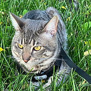 Louie is registered to the contest to win money with this photo: alert, animal, cat, closeup, daylight, domestic_cat, focused, fur, grass, gray_tabby, greenery, harness, leash, mammal, nature, outdoor, pet, whiskers, wildlife, yellow_eyes
