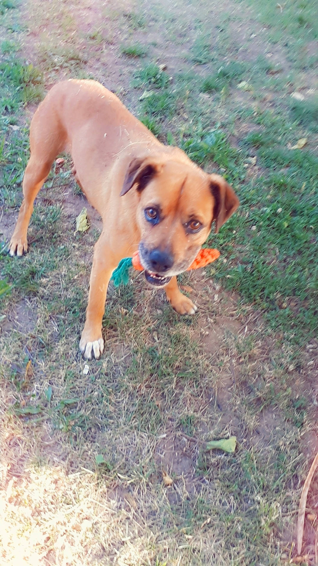 Tyson participe au concours pour gagner de l'argent avec cette photo : black_mouth_cur, boerboel, boxer, canidae, carnivore, dog, dog_breed, fawn, mammal, mountain_cur, portuguese_pointer, rare_breed_dog, rhodesian_ridgeback, sporting_group, tosa, vertebrate, working_dog