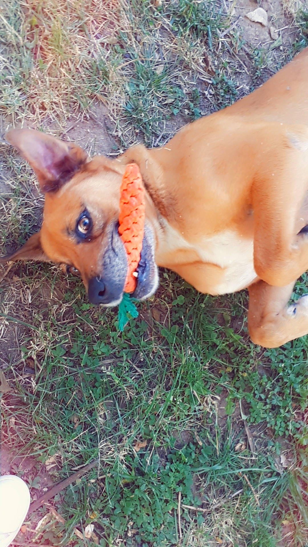 Tyson participe au concours pour gagner de l'argent avec cette photo : canidae, carnivore, carolina_dog, dog, dog_breed, fawn, feist, grass, mammal