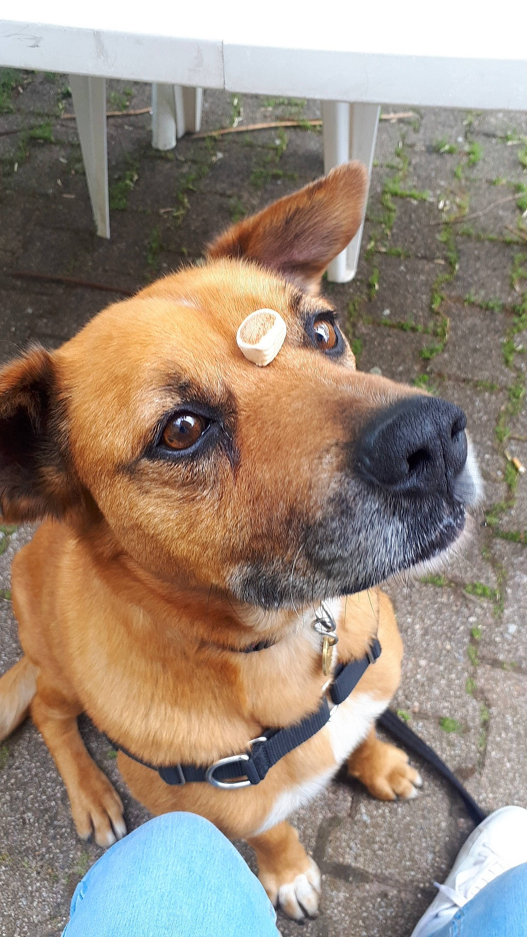 Tyson participe au concours pour gagner de l'argent avec cette photo : austrian_pinscher, black_mouth_cur, canidae, carnivore, chinook, companion_dog, dog, dog_breed, fawn, mammal, mountain_cur, potcake_dog, rare_breed_dog, snout, street_dog