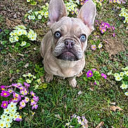 Virgil a rejoint le concours — aidez-le/la à gagner de superbes lots ! dog, french_bulldog, puppy, blue_eyes, flowers, grass, outdoor, nature, cute, pet, animal, sitting, ears, snout, greenery, colorful, spring, garden, young, adorable