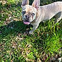Virgil a rejoint le concours — aidez-le/la à gagner de superbes lots ! dog, french_bulldog, blue_eyes, grass, outdoor, sunlight, pet, canine, tongue_out, ears_up, animal, nature, greenery, playful, cute, mammal, close_up, portrait, summer, daylight