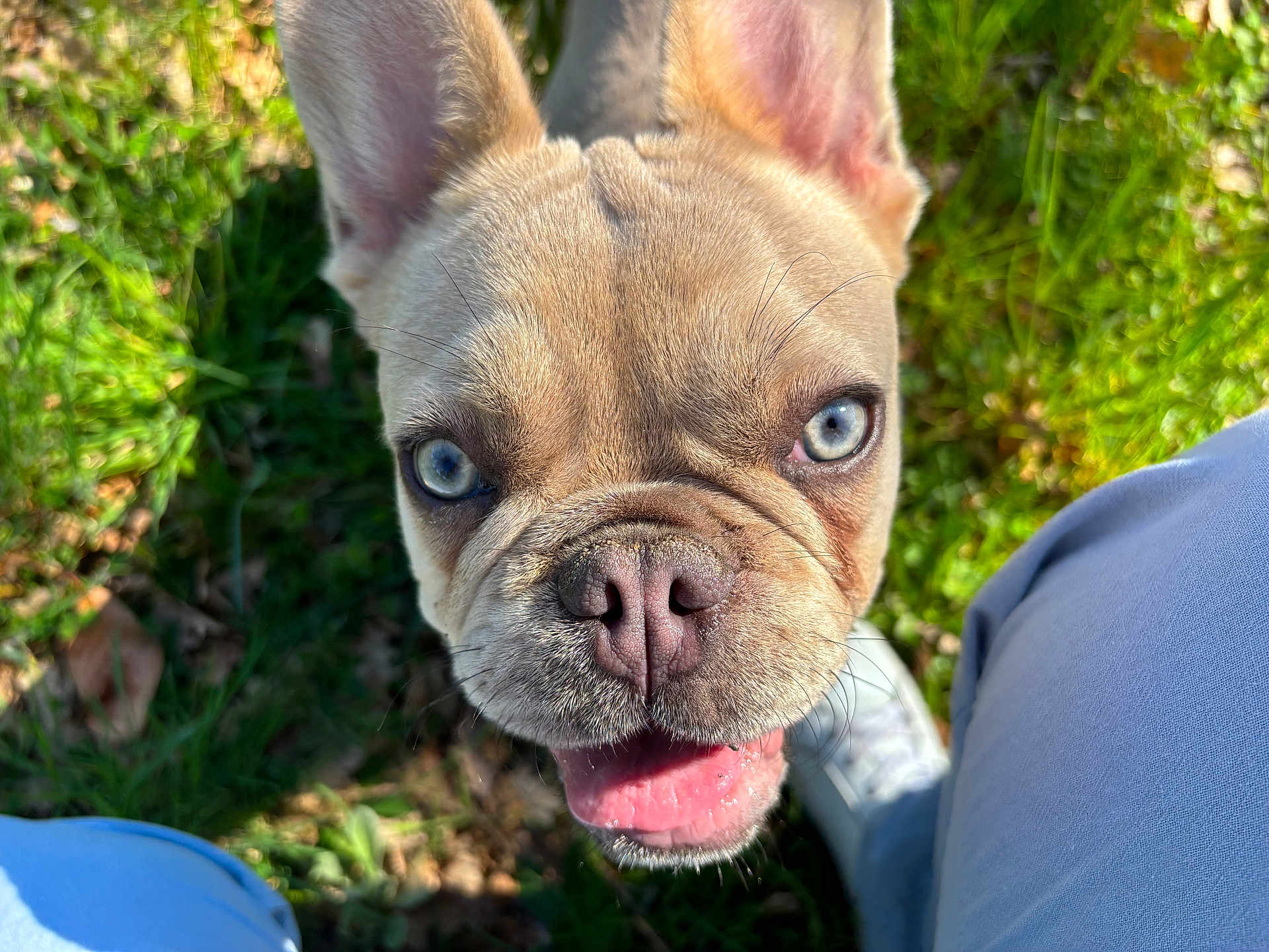 Virgil