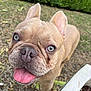 Virgil a rejoint le concours — aidez-le/la à gagner de superbes lots ! dog, french_bulldog, close_up, blue_eyes, tongue_out, happy, pet, canine, outdoor, grass, hedge, plant_pot, animal, brown_fur, short_fur, ears_up, snout, whiskers, friendly, companion
