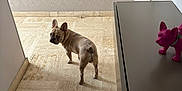 Virgil participe au concours pour gagner de l'argent avec cette photo : french_bulldog, dog, pet, floor, tile_floor, hallway, wall_detailing, cabinet, decor, figurine, pink_figurine, animal, looking_back, indoor, home_interior, curious, small_dog, light, shadow, modern_furniture