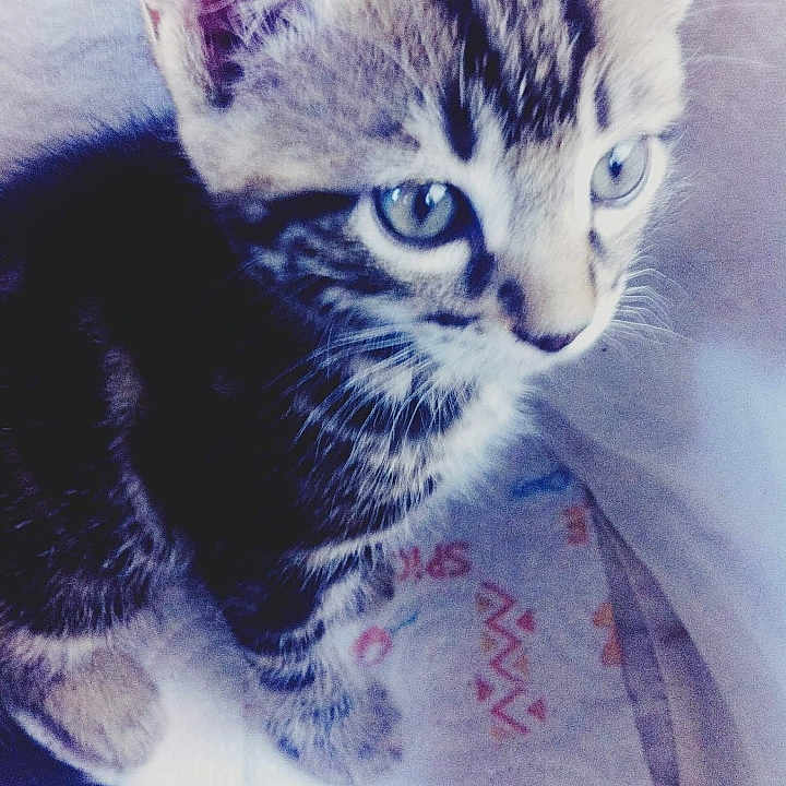Simbaa