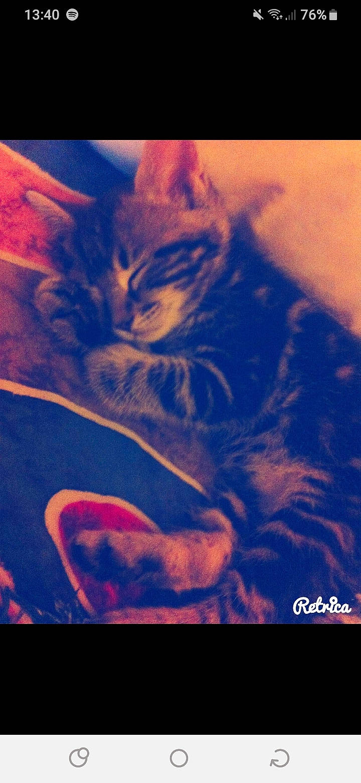 Simbaa a rejoint le concours — aidez-le/la à gagner de superbes lots ! california_spangled, carnivore, cat, european_shorthair, felidae, kitten, organism, photo_caption, sky, small_to_medium_sized_cats, whiskers