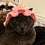cat, gray_cat, crocheted_hat, pink_hat, flower, plush_toy, stuffed_animal, raccoon_toy, pet, indoor, feline, closeup, cozy, cute, whiskers, relaxed, animal, soft_texture, funny_hat, companion