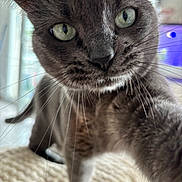 Tupac participe au concours pour gagner de l'argent avec cette photo : cat, gray_cat, close_up, whiskers, green_eyes, indoor, curious, pet, animal, feline, soft_focus, cozy, paw, fur, looking_at_camera, domestic_cat, household, cute, close_range, blurred_background
