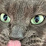 cat, close_up, gray_cat, green_eyes, tongue_out, whiskers, fur, pet, animal, cute, playful, face, muzzle, nose, domestic_cat, portrait, feline, expression, tongue, eyes