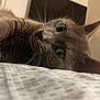 cat, gray_cat, close_up, whiskers, indoor, bed, blanket, texture, curious, pet, feline, lying_down, soft_light, portrait, animal, domestic, eyes, cozy, relaxed, fur