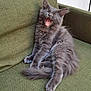 Ambre participe au concours pour gagner de l'argent avec cette photo : cat, kitten, gray_fur, yawning, pet, animal, feline, indoor, couch, green_couch, furry, cute, relaxed, sitting, whiskers, tail, paw, young, cozy, sleepy