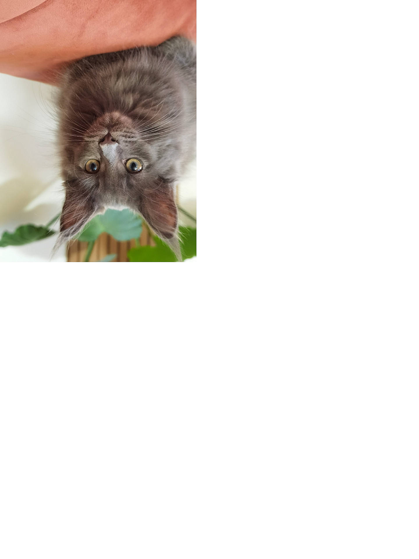 Ambre participe au concours pour gagner de l'argent avec cette photo : animal, cat, close_up, cute, domestic, ears, eyes, fluffy, fur, gray_fur, green_leaves, hand, indoor, kitten, looking, pet, plant, portrait, whiskers, young