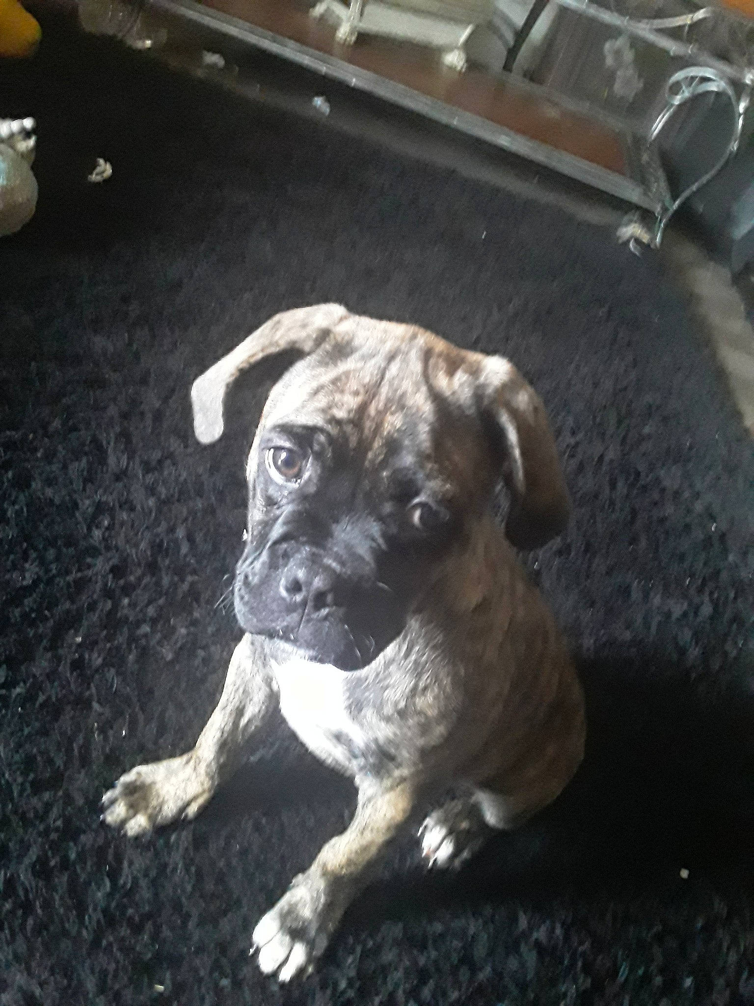 Baku joined the competition — help win amazing prizes! boerboel, boxer, bullmastiff, canidae, carnivore, companion_dog, dog, dog_breed, fawn, mammal, non_sporting_group, perro_de_presa_canario, puppy, snout, vertebrate, working_dog