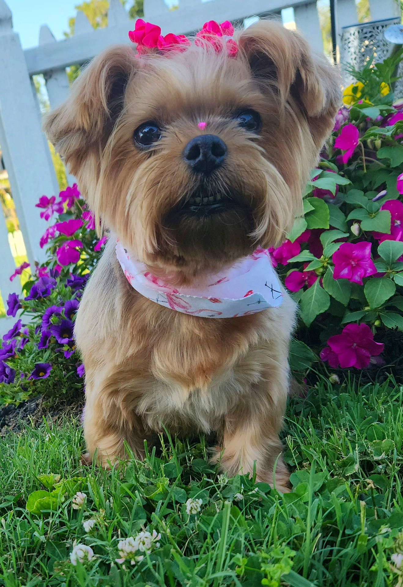 Kingston is registered to the contest to win money with this photo: accessories, animal, canine, dog, flower, geranium, grass, herbal, herbs, jar, outdoors, pet, petal, plant, planter, pottedplant, pottery, puppy, purple, vase