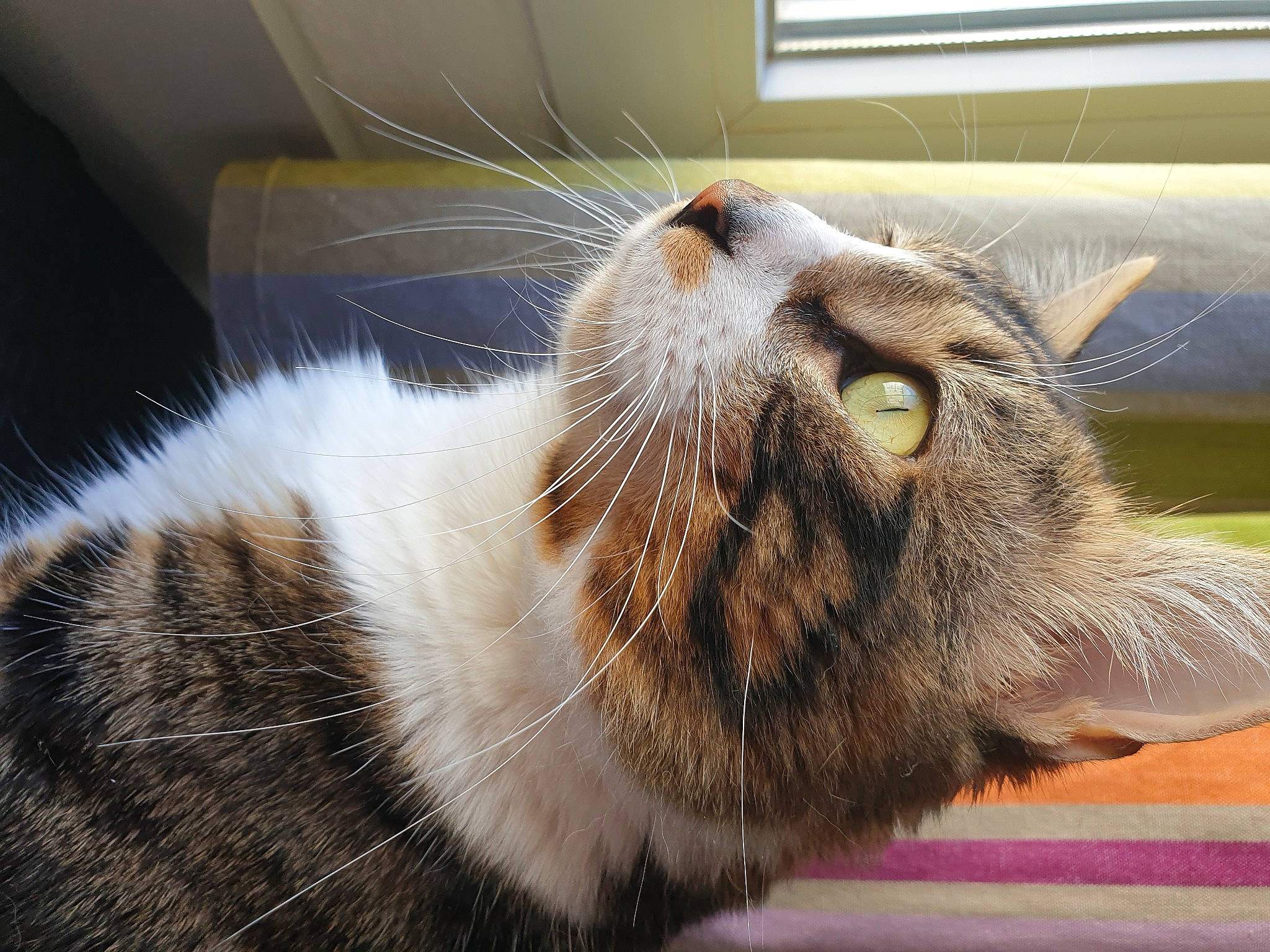 Peanut participe au concours pour gagner de l'argent avec cette photo : carnivore, cat, claw, comfort, domestic_short_haired_cat, fawn, felidae, fur, paw, small_to_medium_sized_cats, snout, tail, terrestrial_animal, whiskers, wildlife, window