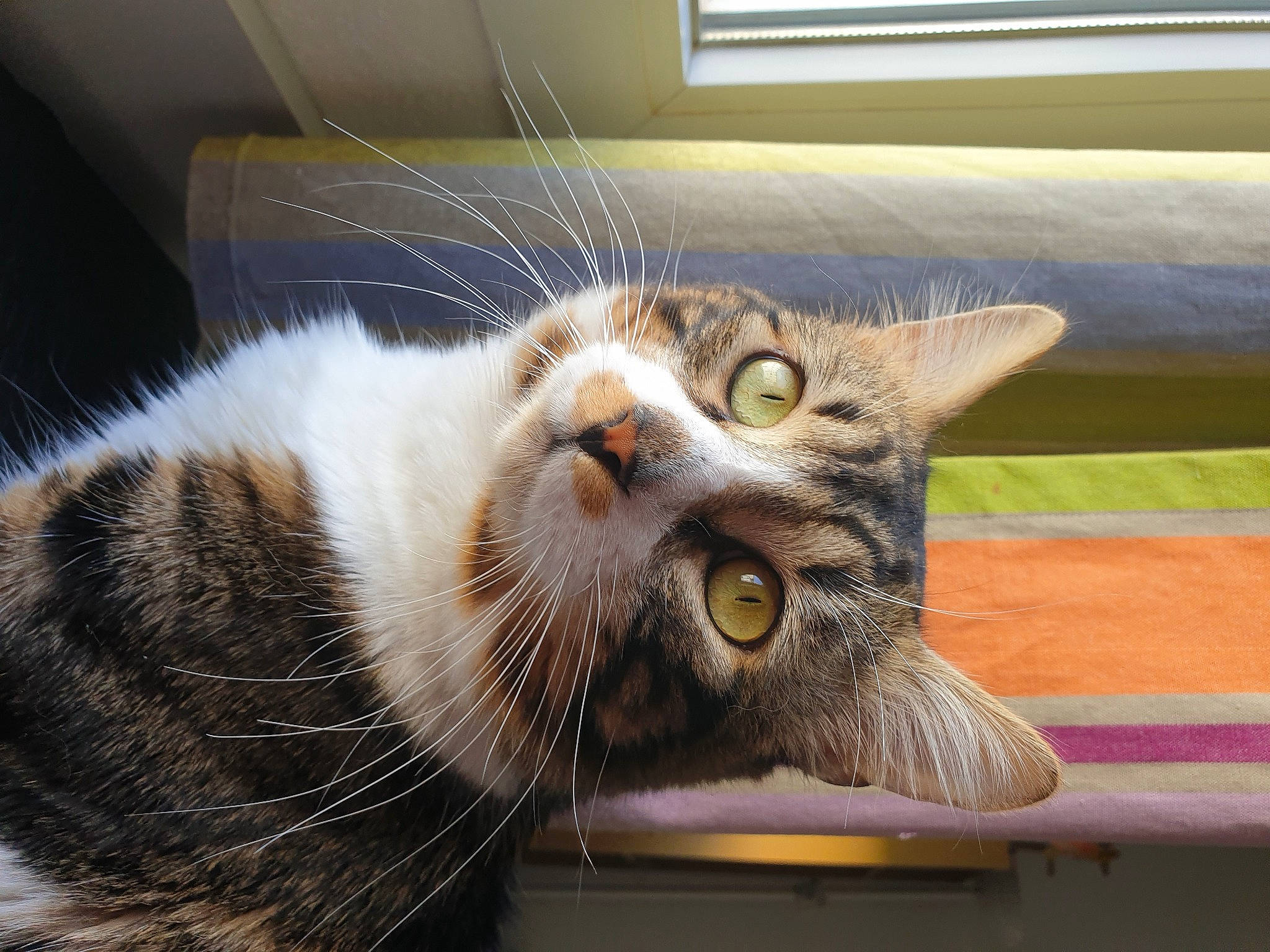 Peanut a rejoint le concours — aidez-le/la à gagner de superbes lots ! carnivore, cat, claw, domestic_short_haired_cat, felidae, fur, moustache, paw, plant, small_to_medium_sized_cats, snout, tail, whiskers, window