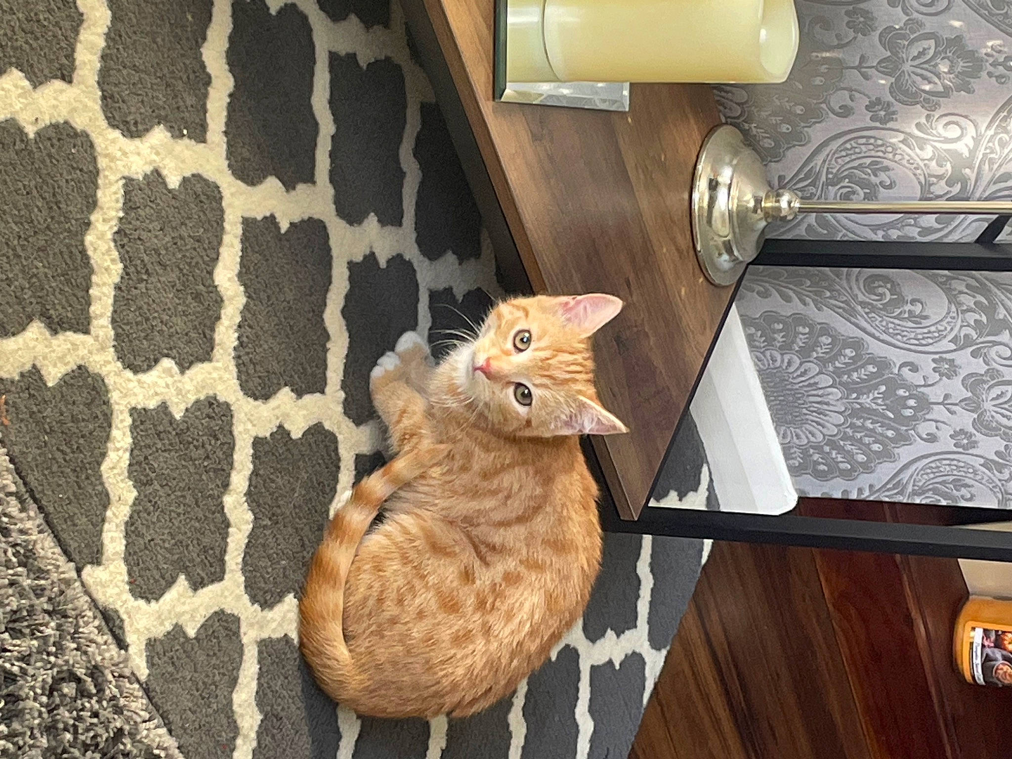 Misty is registered to the contest to win money with this photo: carnivore, cat, chair, comfort, fawn, felidae, flooring, furniture, hardwood, interior_design, paper_towel, paper_towel_holder, product, small_to_medium_sized_cats, snout, table, tail, textile, whiskers, wood