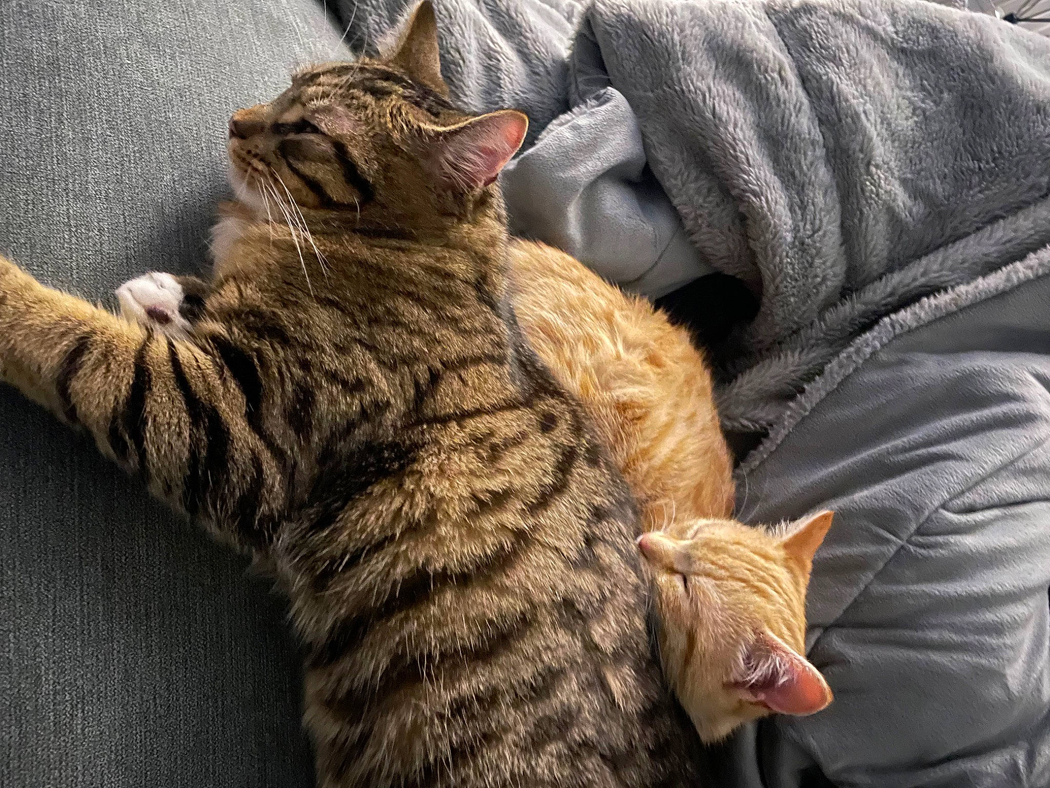 Misty joined the competition — help win amazing prizes! carnivore, cat, claw, comfort, domestic_short_haired_cat, felidae, fur, nap, natural_material, paw, sitting, small_to_medium_sized_cats, snout, tail, terrestrial_animal, whiskers