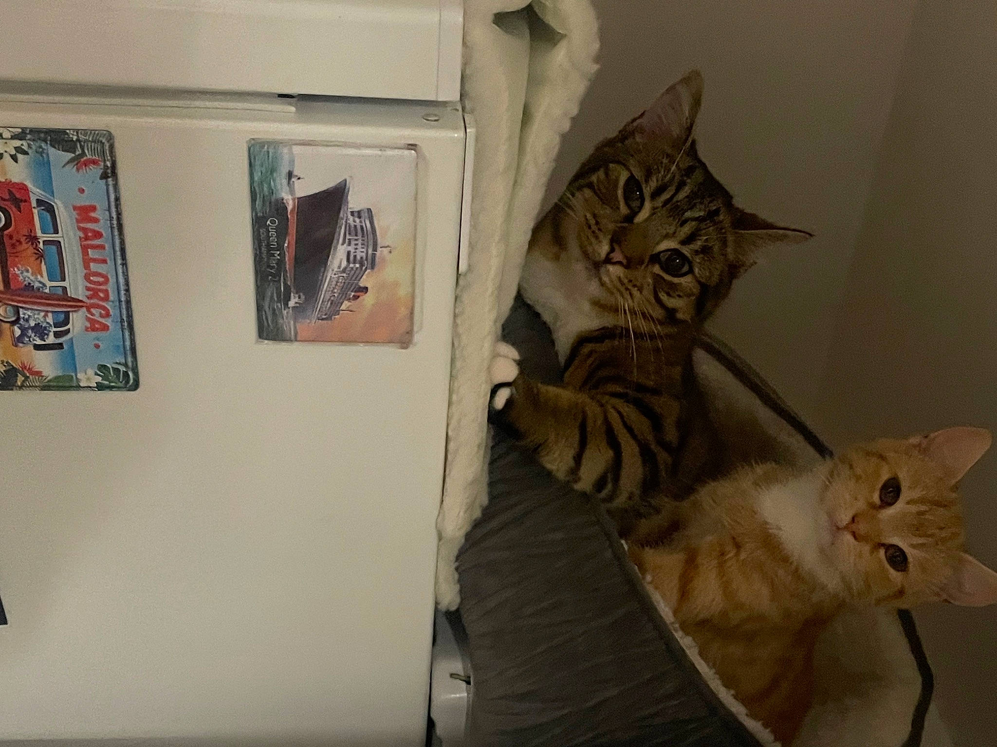 Misty joined the competition — help win amazing prizes! art, cardboard, carnivore, cat, comfort, domestic_short_haired_cat, event, exhibition, felidae, fur, painting, paw, picture_frame, room, small_to_medium_sized_cats, tail, visual_arts, whiskers