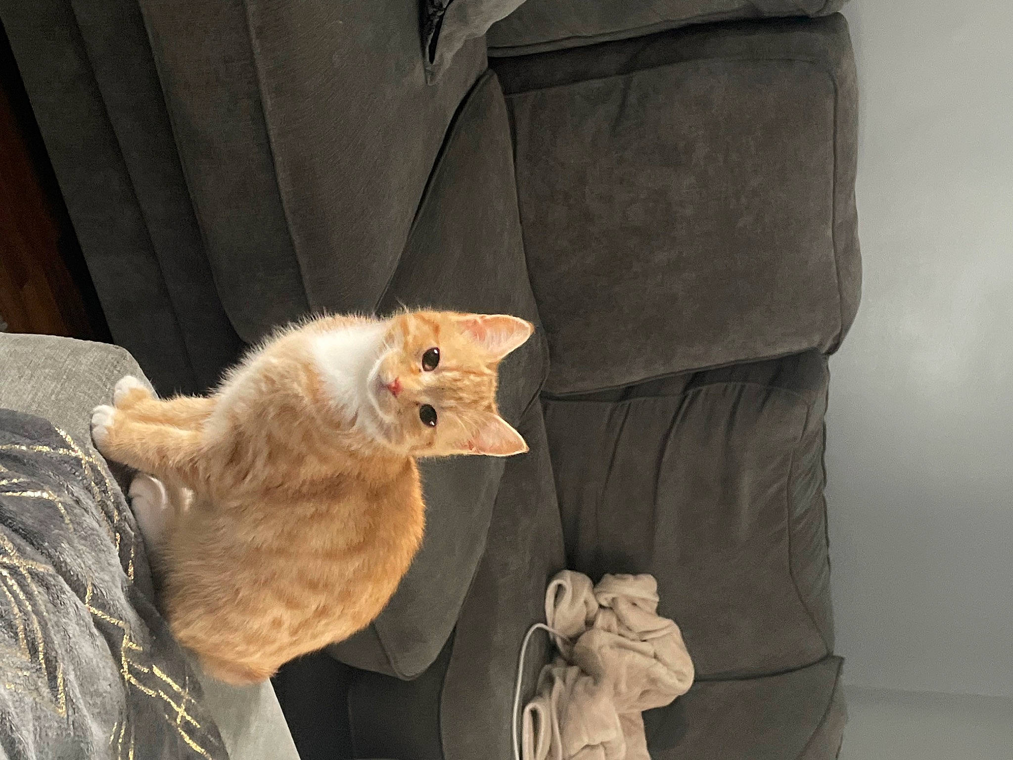 Misty is registered to the contest to win money with this photo: carnivore, cat, chair, claw, comfort, couch, domestic_short_haired_cat, fawn, felidae, fur, gesture, linens, paw, peach, room, small_to_medium_sized_cats, tail, toy, whiskers, window