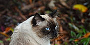 Romeo participe au concours pour gagner de l'argent avec cette photo : cat, siamese, blue_eyes, fur, animal, pet, outdoor, nature, green_leaves, plant, wildlife, mammal, closeup, portrait, feline, whiskers, sitting, looking_away, brown, white