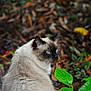 cat, siamese, blue_eyes, fur, animal, pet, outdoor, nature, green_leaves, plant, wildlife, mammal, closeup, portrait, feline, whiskers, sitting, looking_away, brown, white