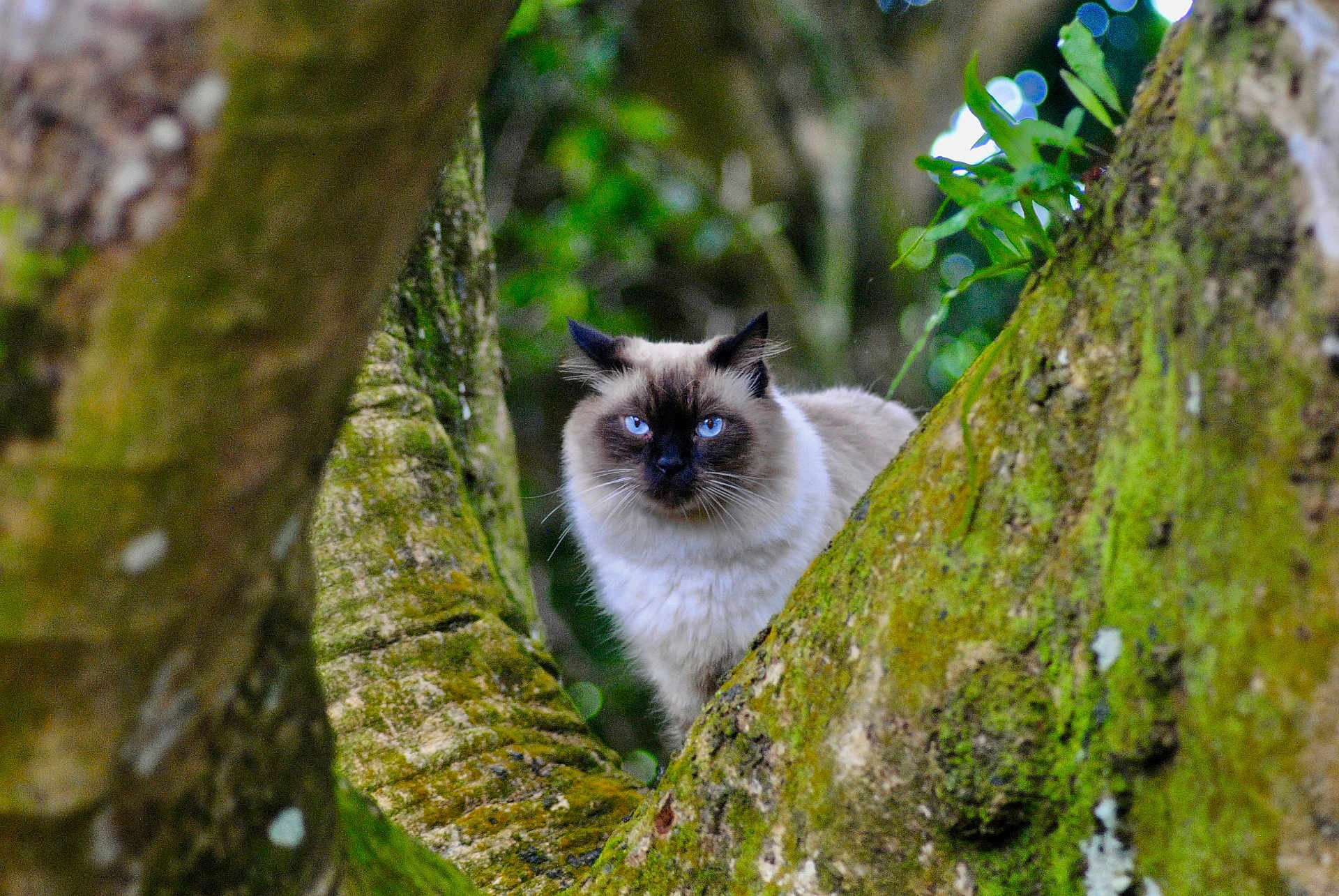 Romeo a rejoint le concours — aidez-le/la à gagner de superbes lots ! cat, blue_eyes, fluffy, tree, moss, nature, forest, animal, wildlife, outdoor, curious, branch, greenery, feline, pet, mammal, closeup, daylight, portrait, whiskers