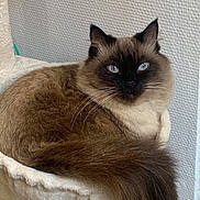 Romeo a rejoint le concours — aidez-le/la à gagner de superbes lots ! cat, siamese_cat, fluffy, blue_eyes, pet, feline, indoor, resting, perch, tail, whiskers, fur, cozy, comfortable, animal, cute, domestic_animal, mammal, relaxed, closeup