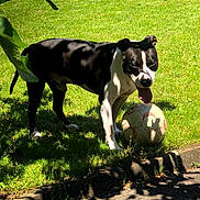 Mako participe au concours pour gagner de l'argent avec cette photo : dog, black_and_white, soccer_ball, outdoors, grass, garden, backyard, park, standing, tongue_out, panting, short_coat, pet, canine, animal, sunlight, shade, tree_leaves, sports, ball
