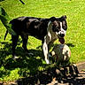 dog, black_and_white, soccer_ball, outdoors, grass, garden, backyard, park, standing, tongue_out, panting, short_coat, pet, canine, animal, sunlight, shade, tree_leaves, sports, ball