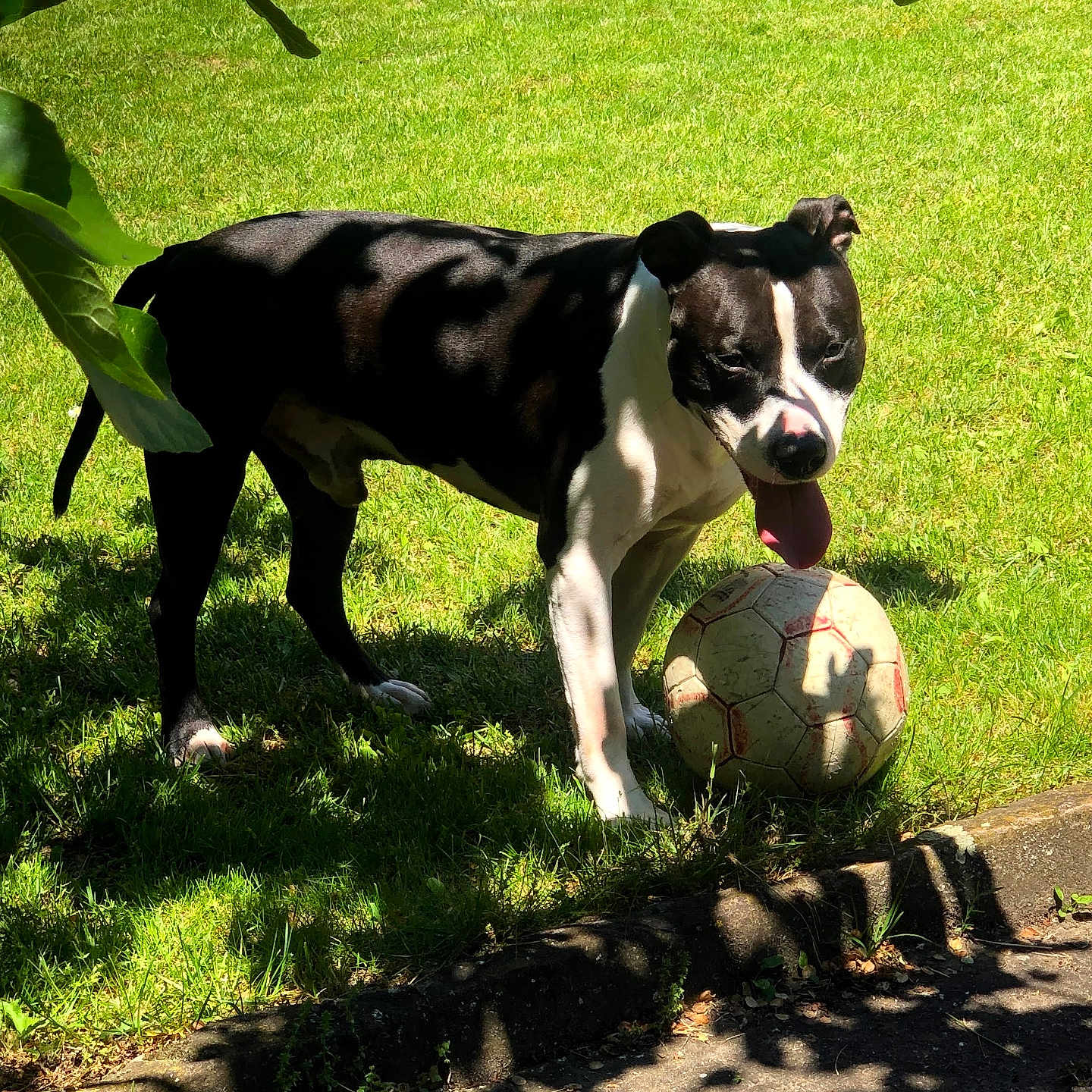 Mako participe au concours pour gagner de l'argent avec cette photo : dog, black_and_white, soccer_ball, outdoors, grass, garden, backyard, park, standing, tongue_out, panting, short_coat, pet, canine, animal, sunlight, shade, tree_leaves, sports, ball