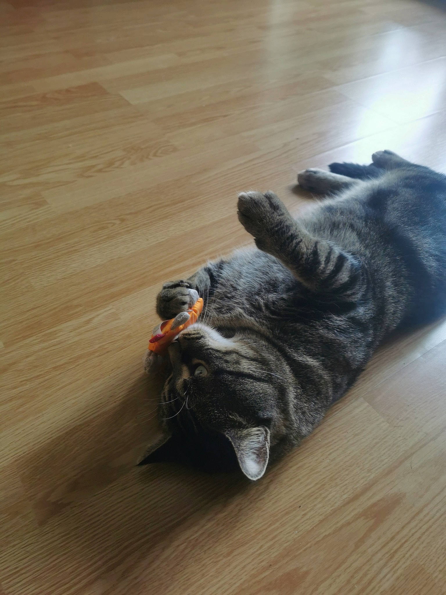 Olympe participe au concours pour gagner de l'argent avec cette photo : carmine, comfort, denim, electric_blue, felidae, floor, flooring, foot, fur, grey, hardwood, human_leg, laminate_flooring, small_to_medium_sized_cats, tail, varnish, whiskers, wood, wood_flooring, wood_stain