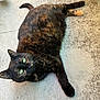 cat, tortoiseshell_cat, pet, animal, feline, green_eyes, fur, lying_down, relaxed, concrete_floor, outdoor, closeup, whiskers, tail, paw, texture, curious, domestic_animal, mammal, resting
