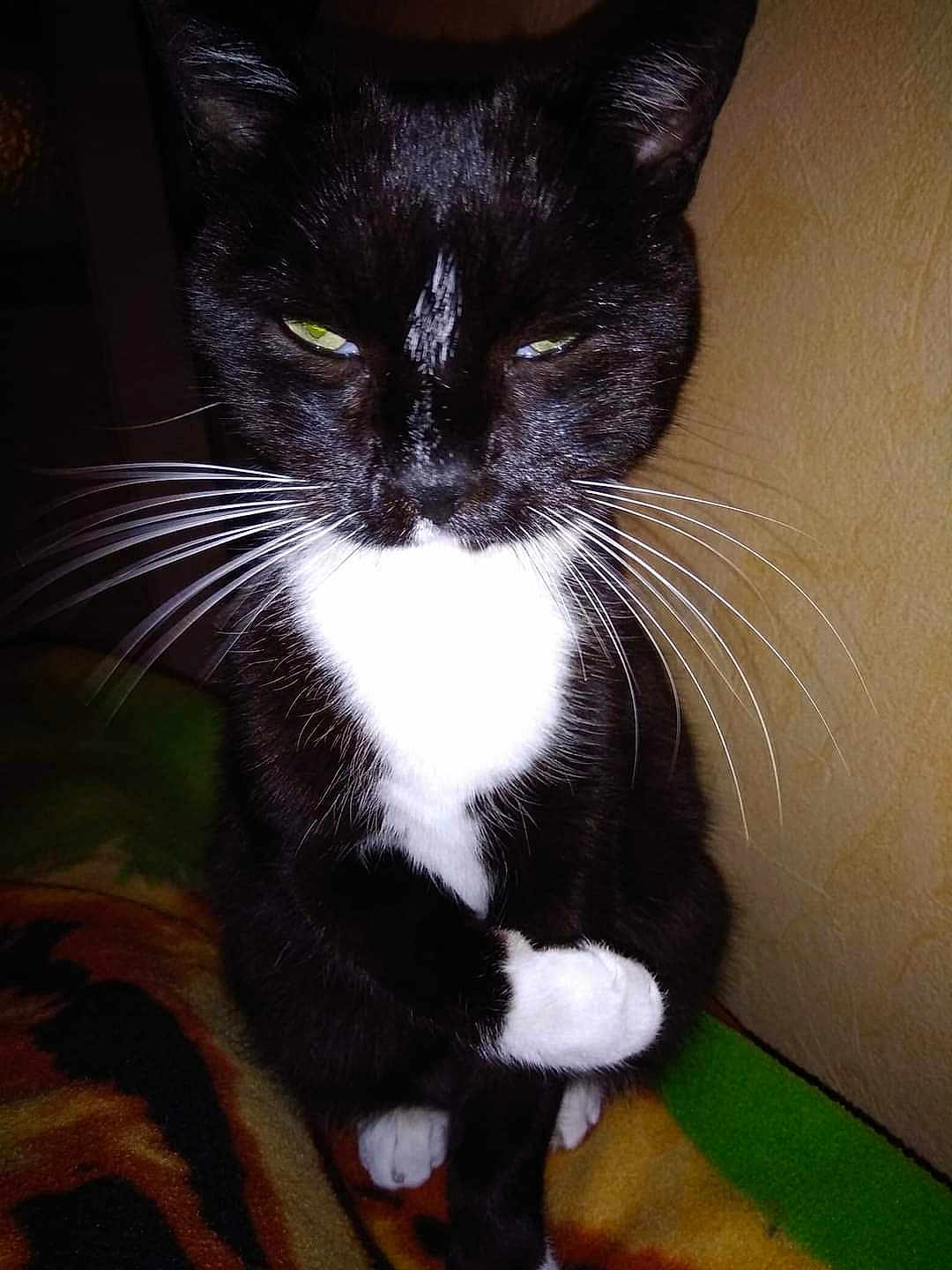 Timi