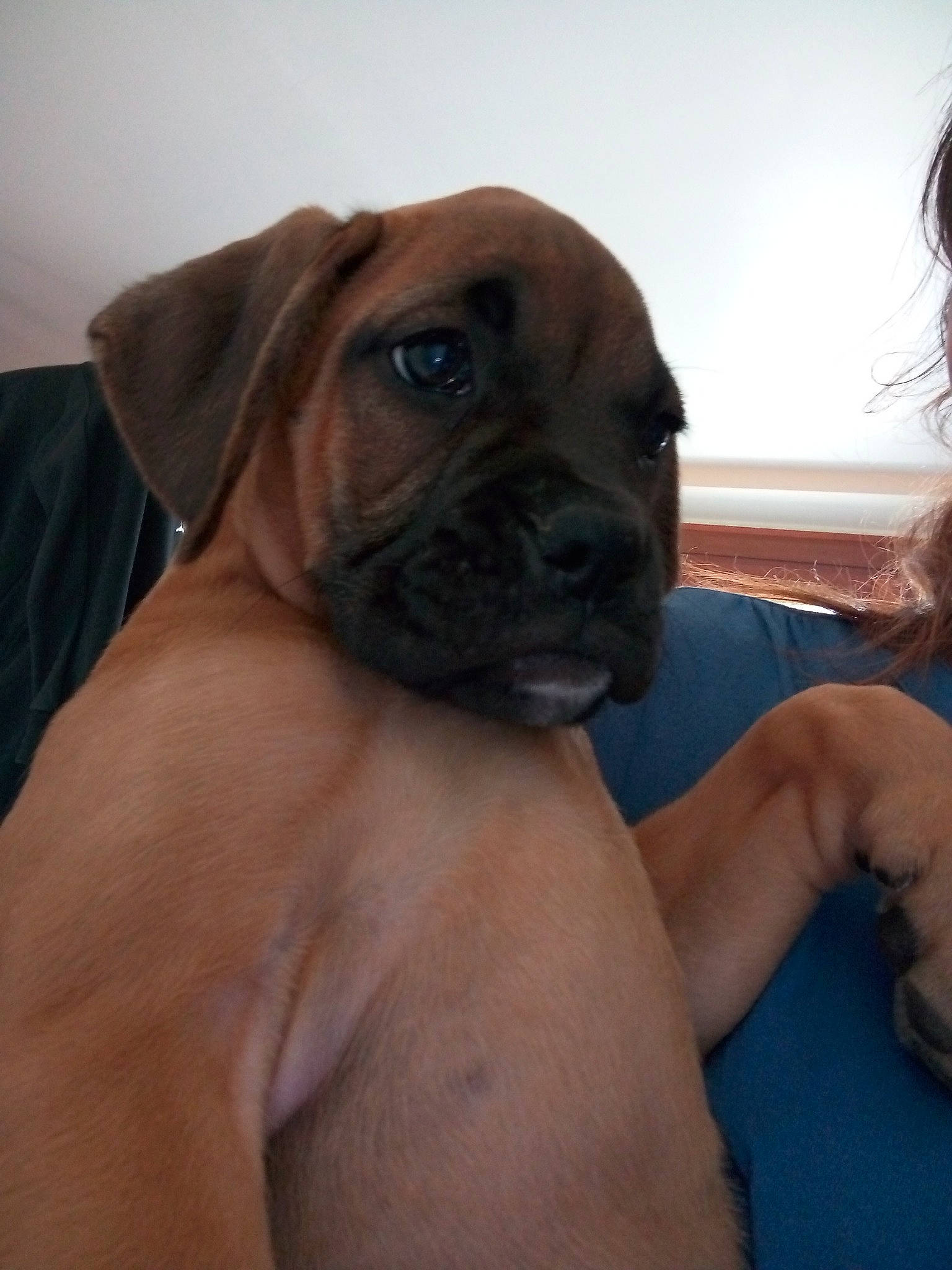 Tequila a rejoint le concours — aidez-le/la à gagner de superbes lots ! boxer, canidae, carnivore, comfort, companion_dog, dog, dog_breed, elbow, fawn, guard_dog, human_body, human_leg, non_sporting_group, puggle, snout, sporting_group, thumb, working_animal, working_dog, wrinkle