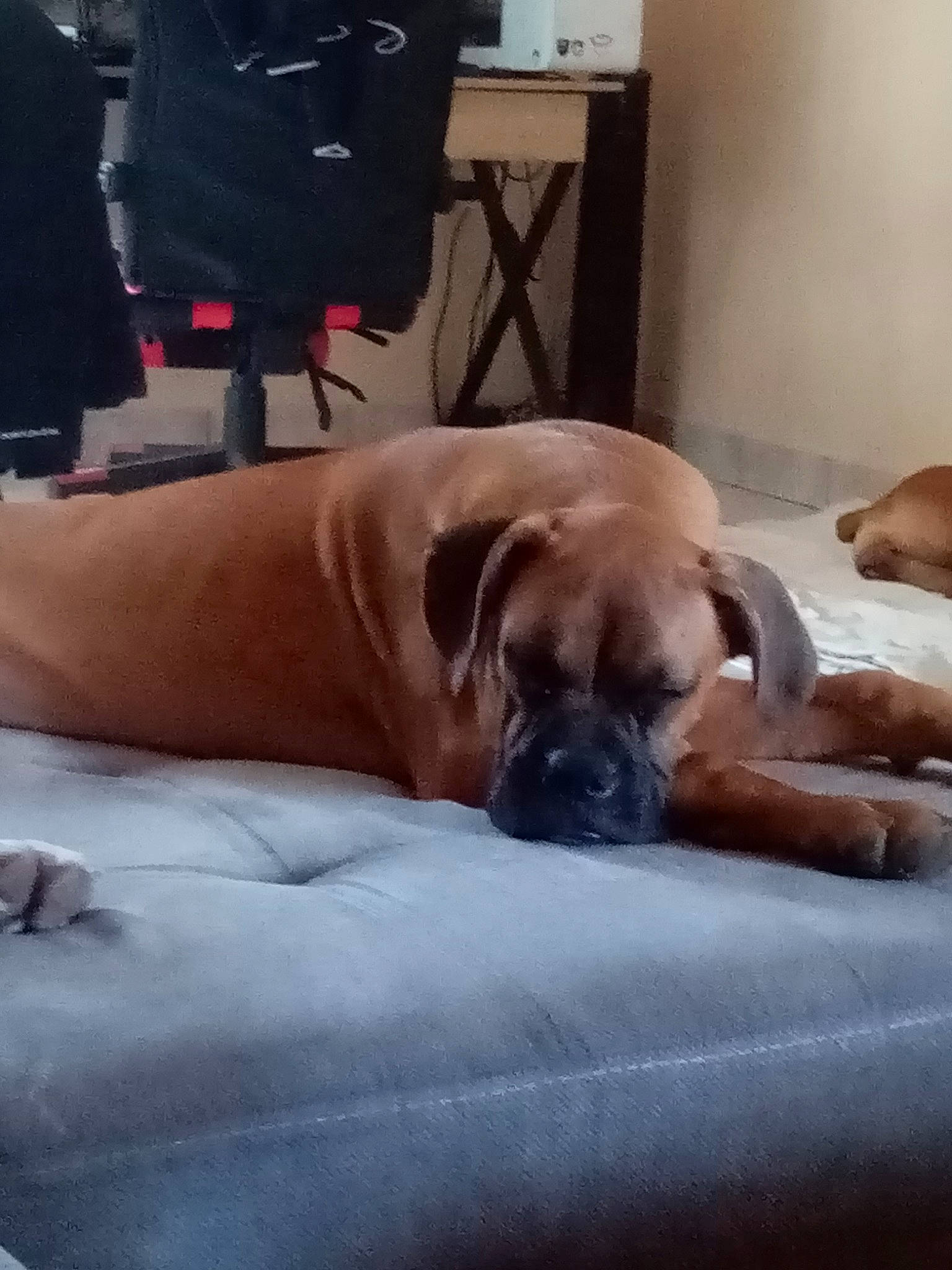 Tequila a rejoint le concours — aidez-le/la à gagner de superbes lots ! bag, canidae, carnivore, chair, chest, comfort, companion_dog, dog, dog_breed, fawn, guard_dog, human_leg, luggage_and_bags, nap, snout, sporting_group, terrestrial_animal, thigh, working_animal, working_dog