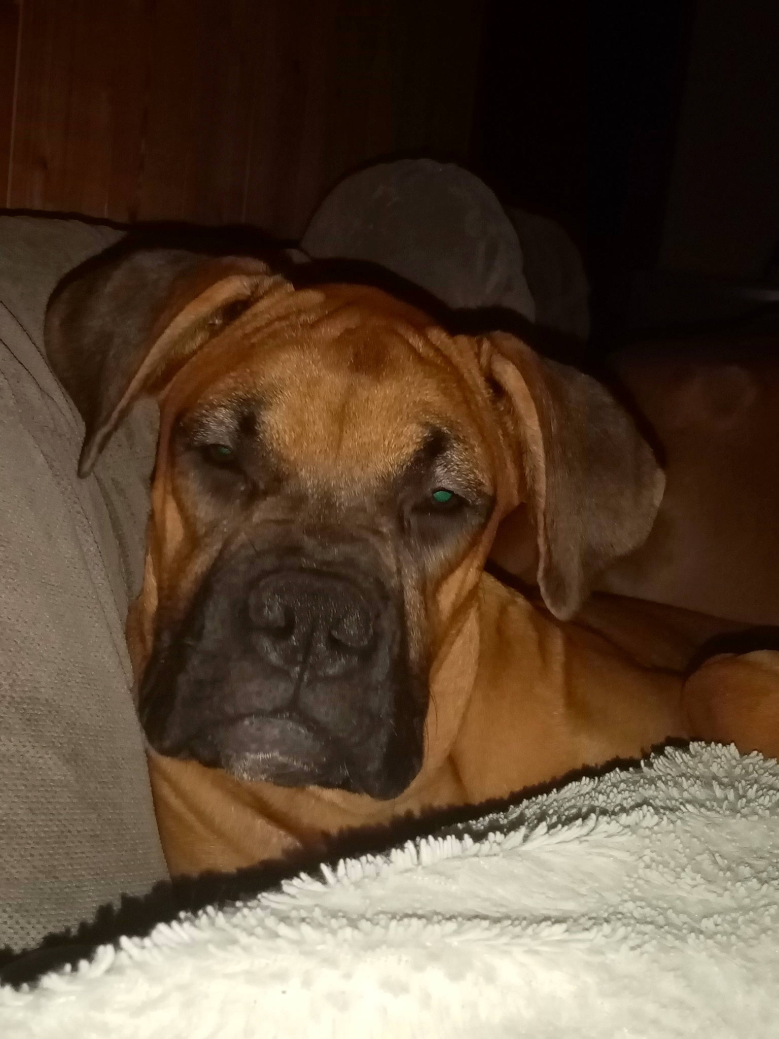 Tequila a rejoint le concours — aidez-le/la à gagner de superbes lots ! bored, boxer, canidae, carnivore, comfort, companion_dog, dog, dog_breed, ear, fawn, fur, liver, non_sporting_group, snout, sporting_group, terrestrial_animal, whiskers, working_animal, working_dog, wrinkle